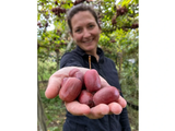 Mini kiwi Red Jumbo, výška 20–40 cm, květináč 9 cm
