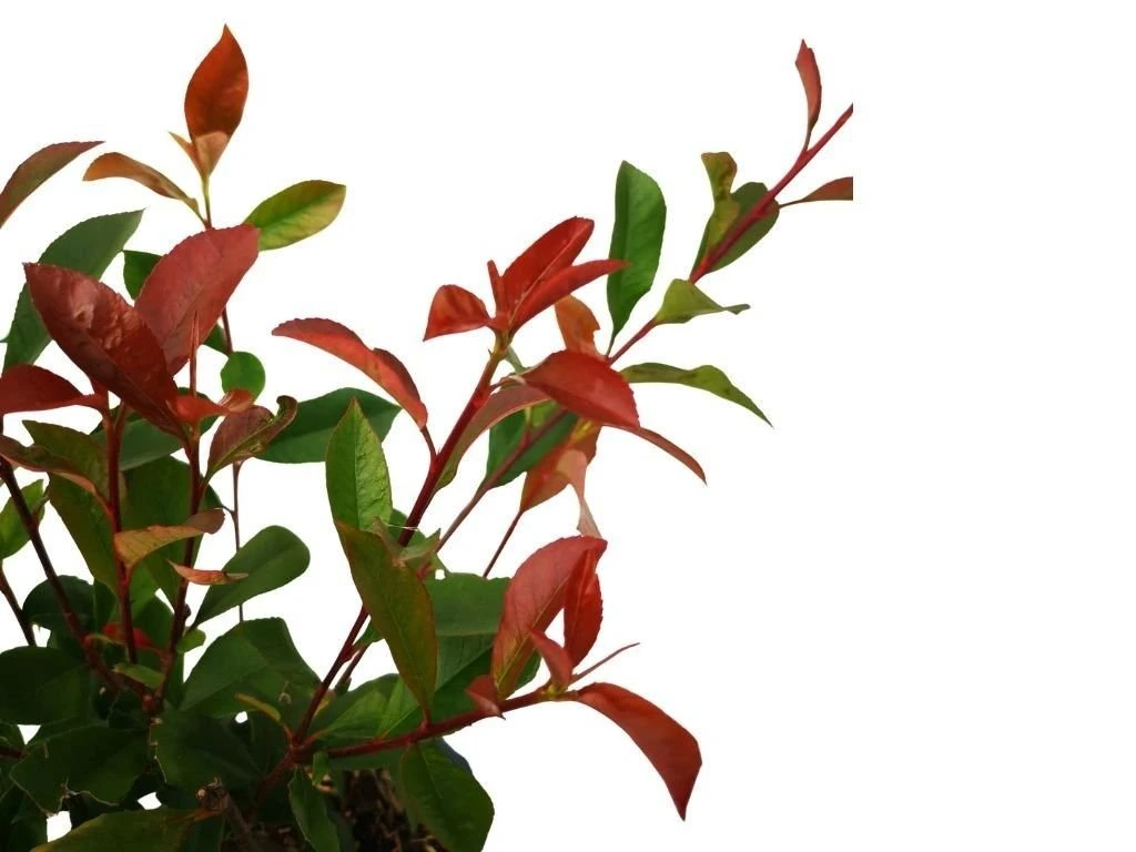 Blýskavka Fraserova Carre Rouge, výška 20–40 cm, květináč 11 cm