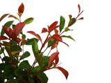 Blýskavka Fraserova Carre Rouge, výška 20–40 cm, květináč 11 cm