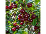 Višeň keřová Carmine Jewel, výška 30–40 cm, květináč 2 l