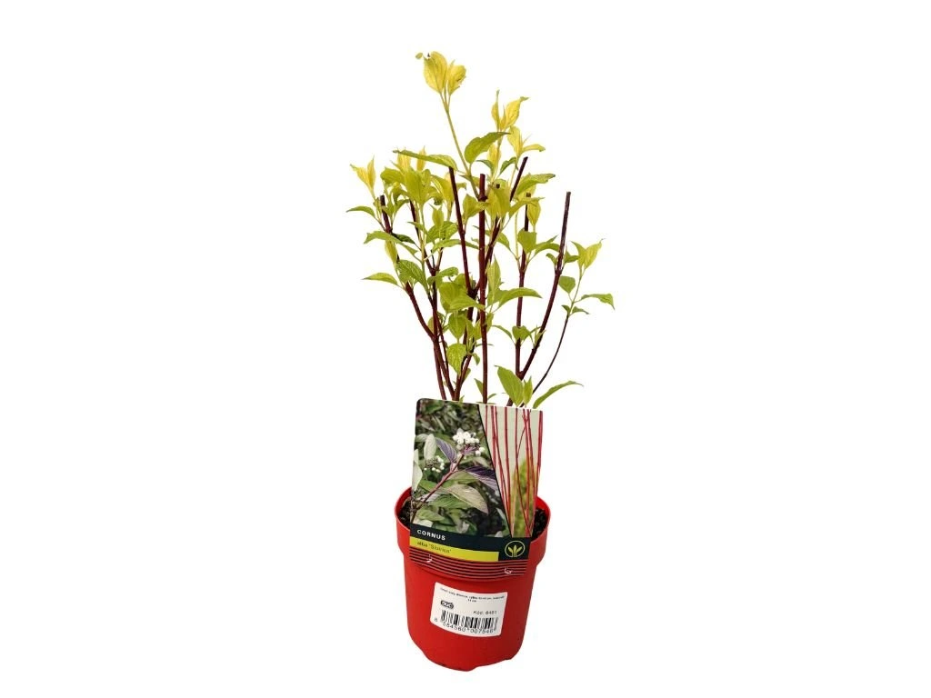 Svída bílá Sibirica, výška 30–40 cm, květináč 14 cm