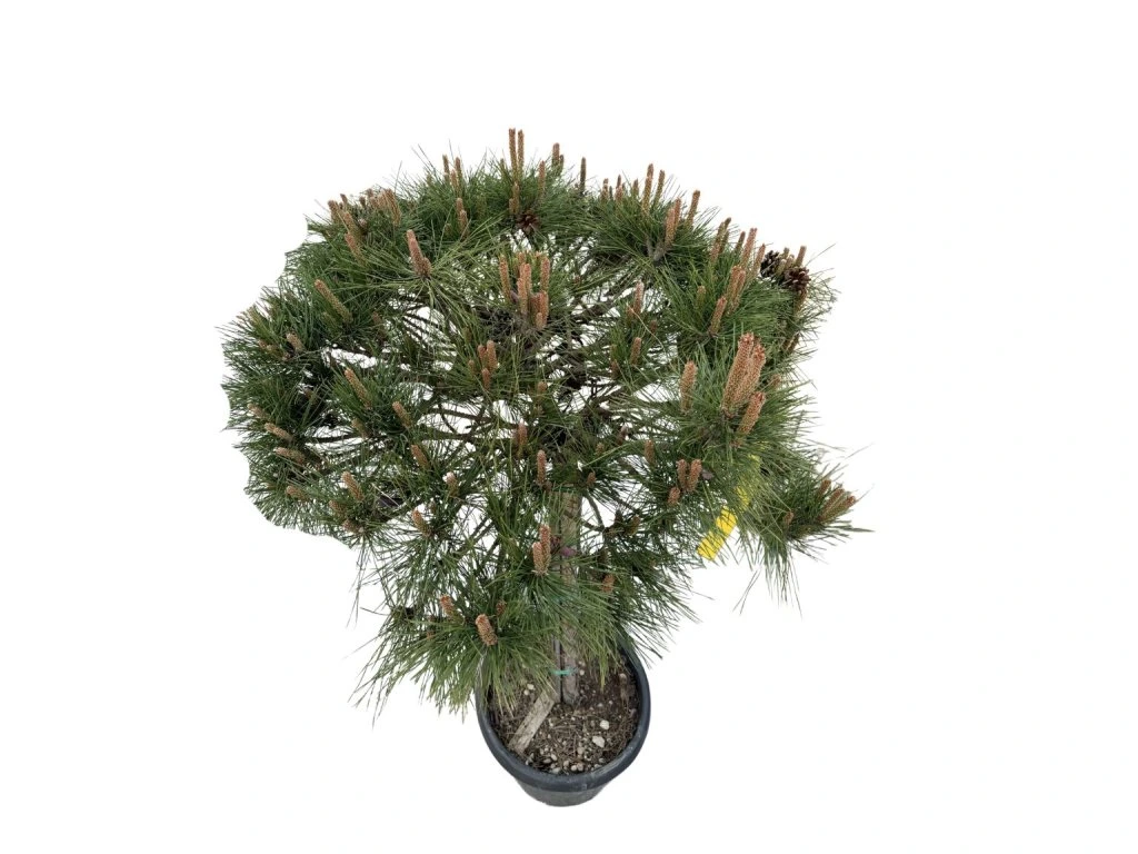 Borovice černá Brevifolia na kmínku 80–90 cm, výška 110–130 cm, květináč 25 l