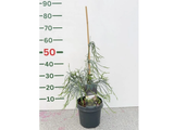 Cypřišek Lawsonův Drooping Solo, výška 40–50 cm, květináč 19 cm