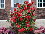 Kamélie japonská Dr. Burnside, výška 50–60 cm, květináč 9 l