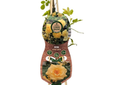 Růže popínavá Spring Queen, výška 50–60 cm, květináč 1,5 l