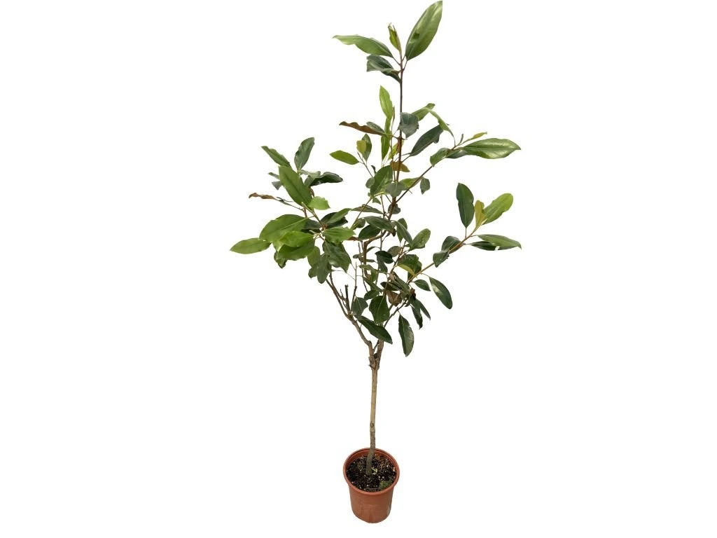 Magnólie velkokvětá Little Gem na 40–50 cm kmínku, výška 120–135 cm, květináč 7 l