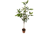 Magnólie velkokvětá Little Gem na 40–50 cm kmínku, výška 120–135 cm, květináč 7 l