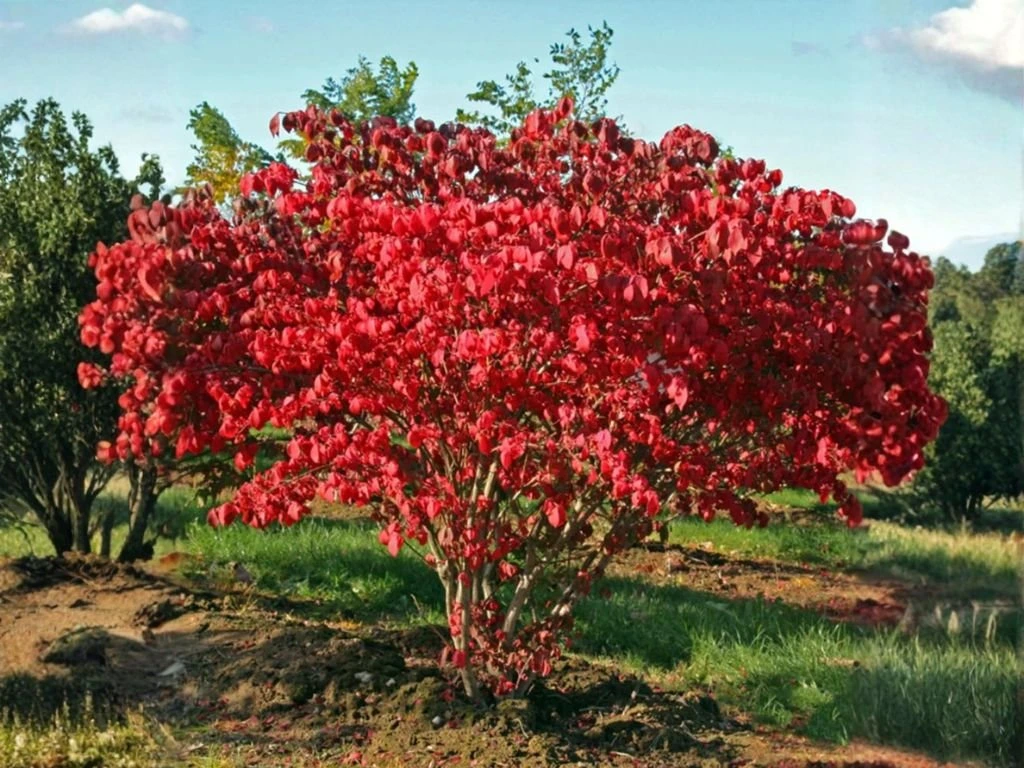 Brslen křídlatý Compactus, výška 30–50 cm, květináč 17 cm
