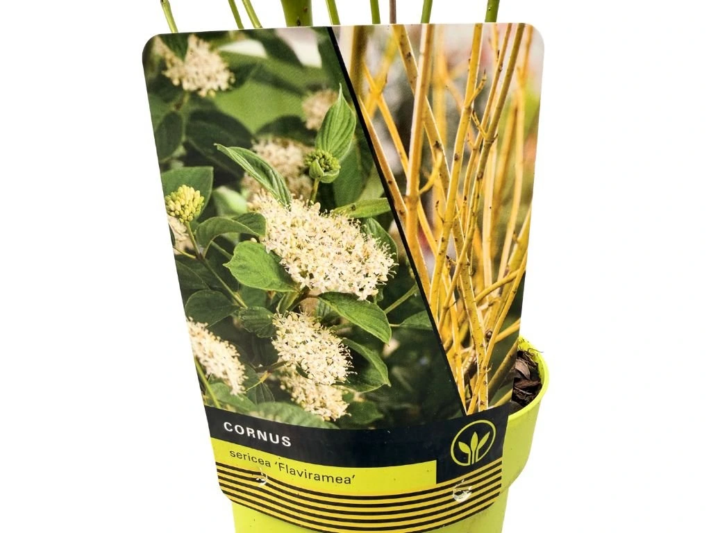 Svída výběžkatá Flaviramea, výška 30–40 cm, květináč 14 cm
