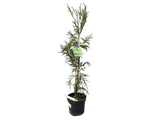 Kryptomerie japonská Rasen, výška 70–90 cm, květináč 23 cm