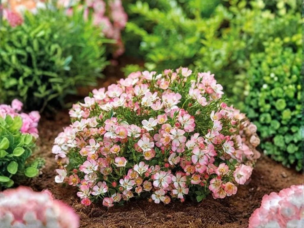 Minirůže Cutie Pie, výška 20–30 cm, květináč 17 cm