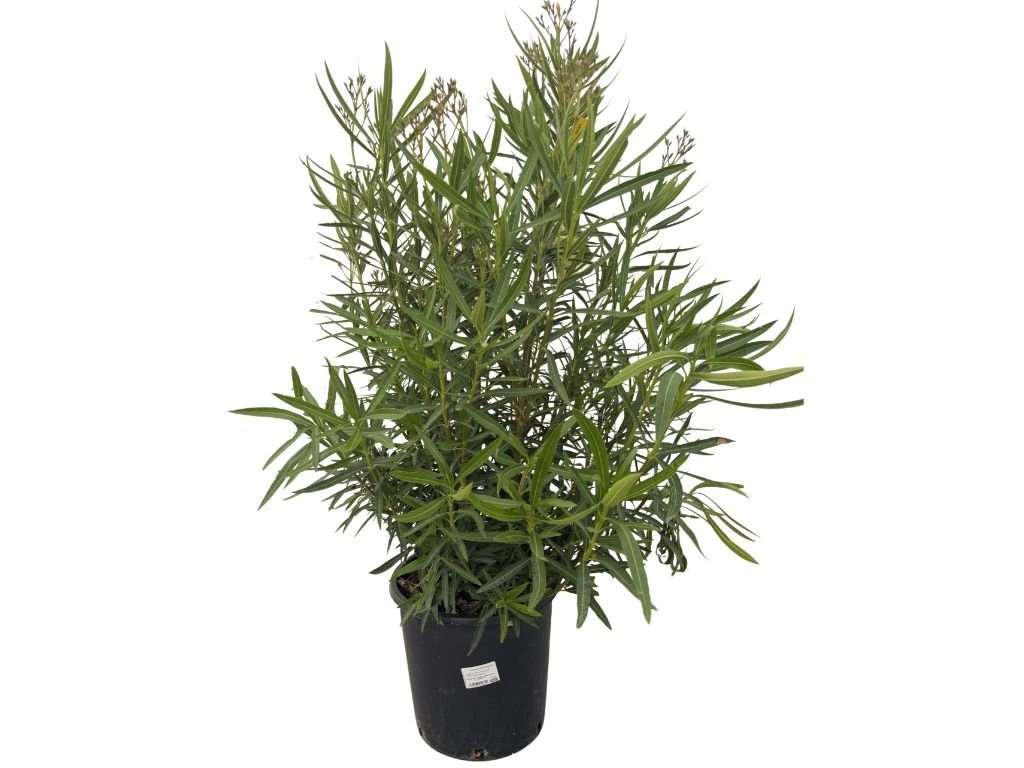Oleandr Marie Gambetta, výška 80–100 cm, kvetináč 18 l
