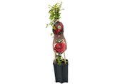 Růže popínavá Ruby Queen, výška 50–60 cm, květináč 1,5 l