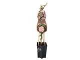 Růže popínavá New Dawn, výška 50–60 cm, květináč 1,5 l