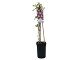 Růže popínavá Veilchenblau, výška 50–60 cm, květináč 17 cm