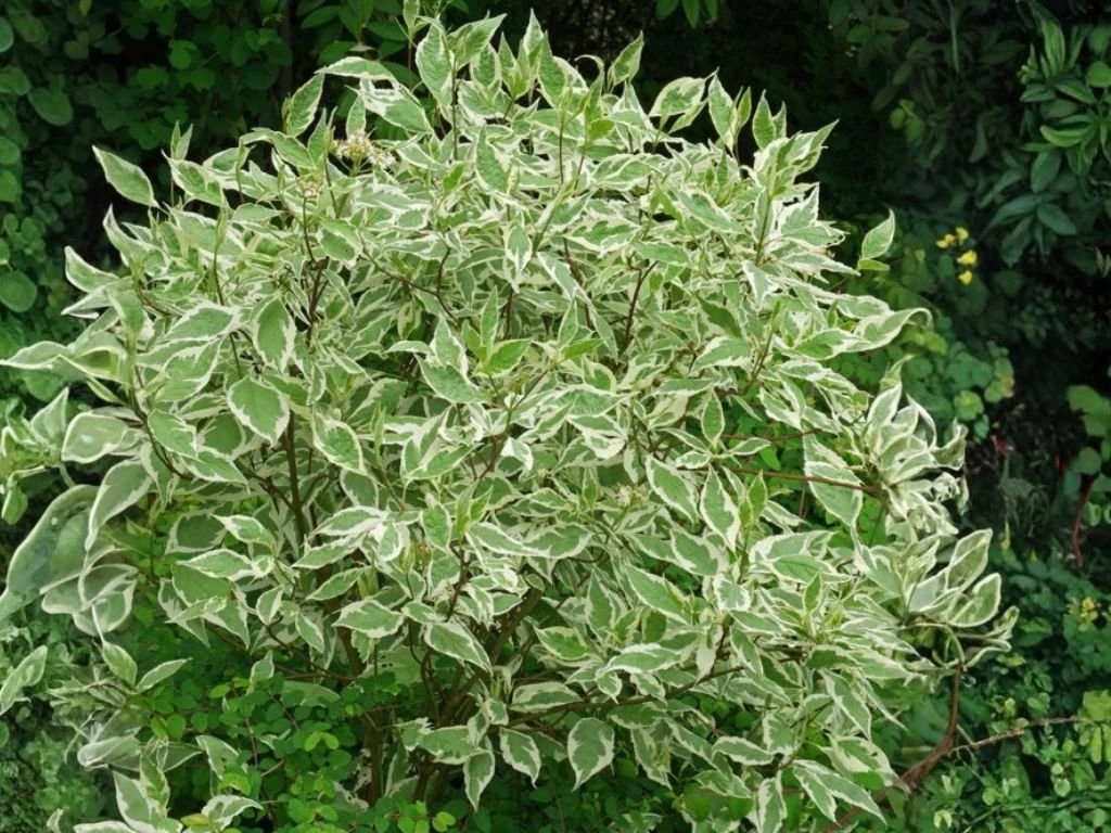 Svída bílá Elegantissima, výška 30–40 cm, květináč 14 cm