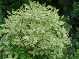 Svída bílá Elegantissima, výška 30–40 cm, květináč 14 cm