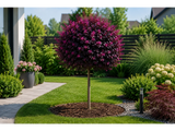 Loropetalum čínské Black Pearl na 70–80 cm kmínku, výška 110–130 cm, květináč 15 l