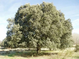 Dub cesmínový, výška 90–120 cm, květináč 10 l
