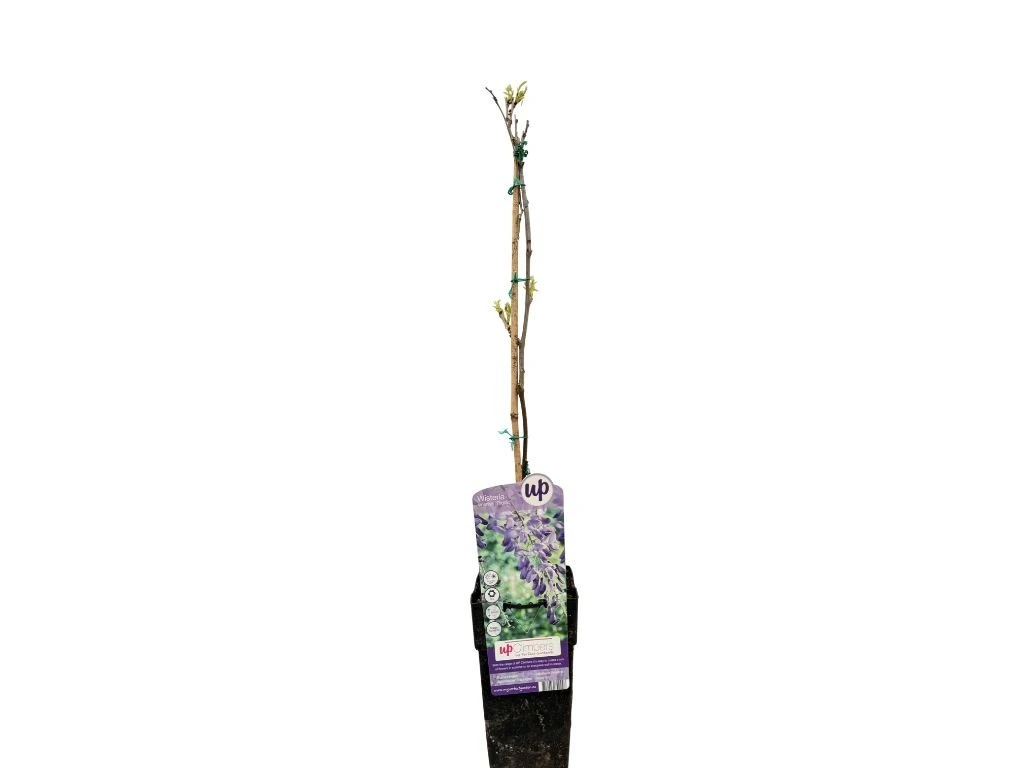 Vistárie čínská Prolific, výška 50–70 cm, květináč 15 cm