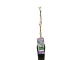 Vistárie čínská Prolific, výška 50–70 cm, květináč 15 cm