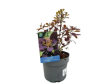 Ruj vlasatá Royal Purple, výška 20–40 cm, květináč 17 cm