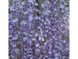 Vistárie květnatá Naga Noda, výška 50–70 cm, květináč 15 cm