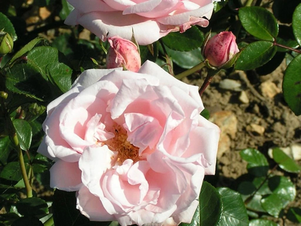 Růže popínavá New Dawn, výška 50–60 cm, květináč 1,5 l