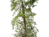 Cedr himálajský, výška 160–200 cm, květináč 25 l