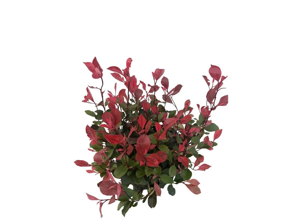 Blýskavka Fraserova Chico, výška 30–50 cm, květináč 5 l