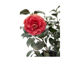Kamélie japonská Dr. Burnside, výška 50–60 cm, květináč 9 l