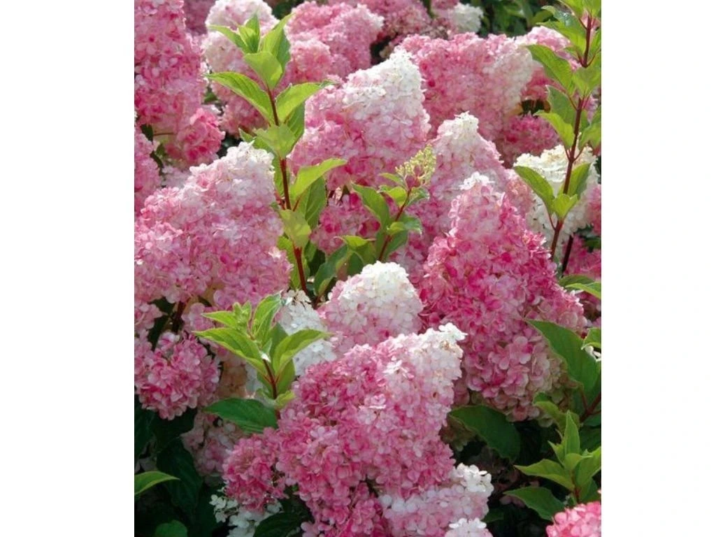 Hortenzie latnatá Vanille Fraise na kmínku 60 cm, výška 80–110 cm, květináč 5 l