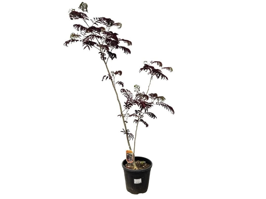 Albízie růžová Summer Chocolate, výška 100–150 cm, květináč 9–10 l