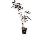 Albízie růžová Summer Chocolate, výška 100–150 cm, květináč 9–10 l