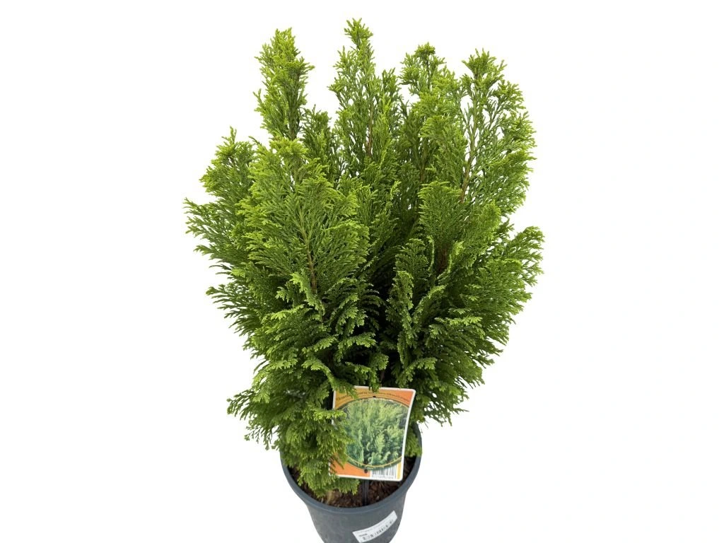 Cypřišek Lawsonův Ellwoodii Empire, výška 50–60 cm, květináč 19 cm