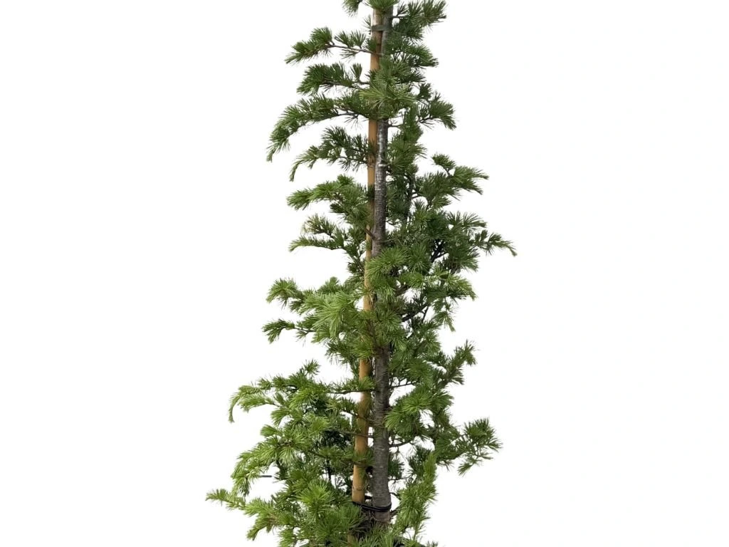 Cedr atlantský, výška 140–170 cm, květináč 25 l