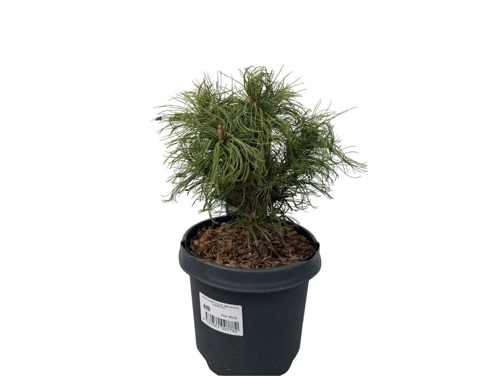 Borovice hladká Tiny Curls, výška 20–30 cm, květináč 19 cm