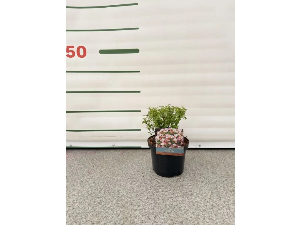 Minirůže Cutie Pie, výška 20–30 cm, květináč 17 cm