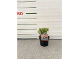 Minirůže Cutie Pie, výška 20–30 cm, květináč 17 cm