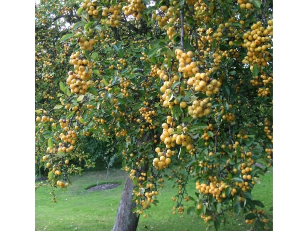 Okrasná jabloň Golden Hornet na kmínku 130–140 cm, výška 170–200 cm, květináč 25 l