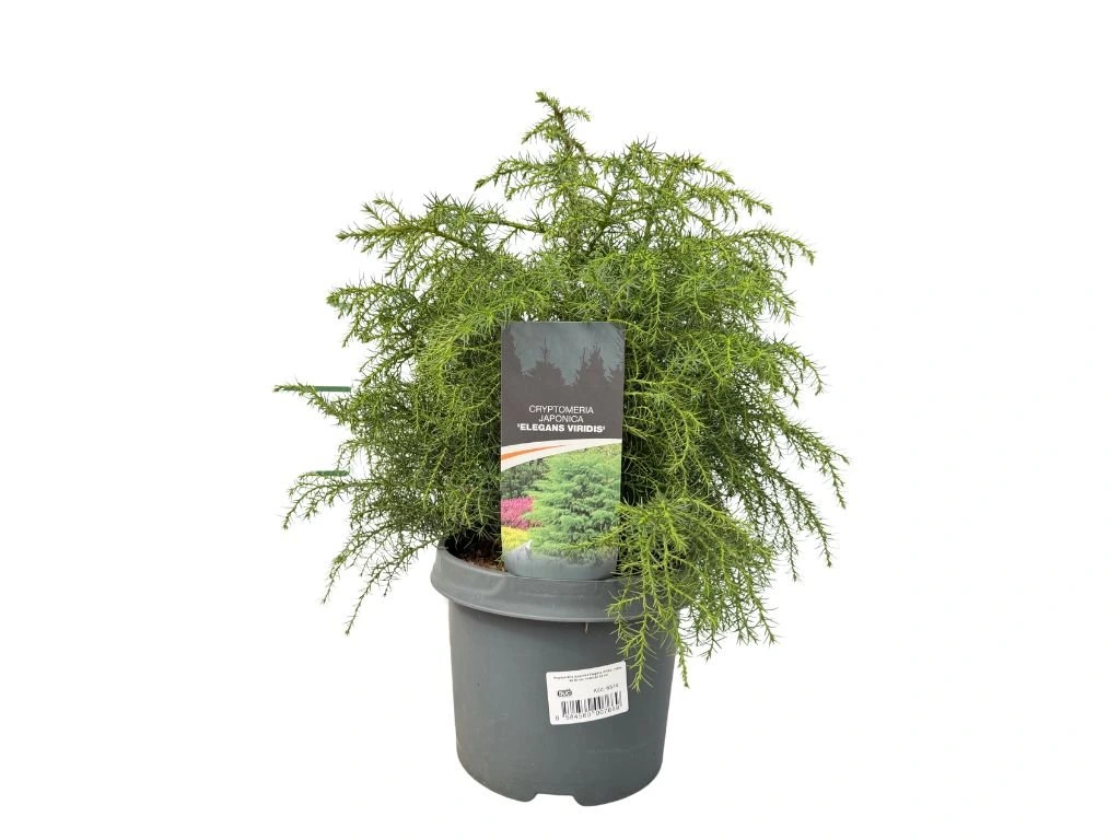 Kryptomerie japonská Elegans Viridis, výška 40–50 cm, květináč 23 cm