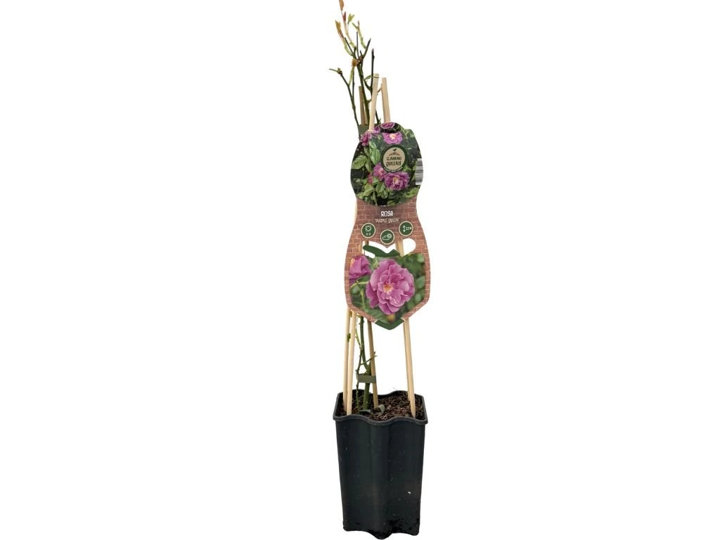 Růže popínavá Purple Queen, výška 50–60 cm, květináč 1,5 l