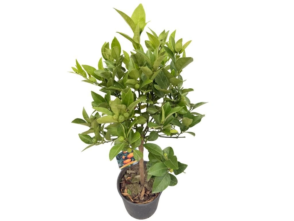 Mandarinka Citrus Nobilis na 25–30 cm kmínku, výška 60–70 cm, květináč 5 l