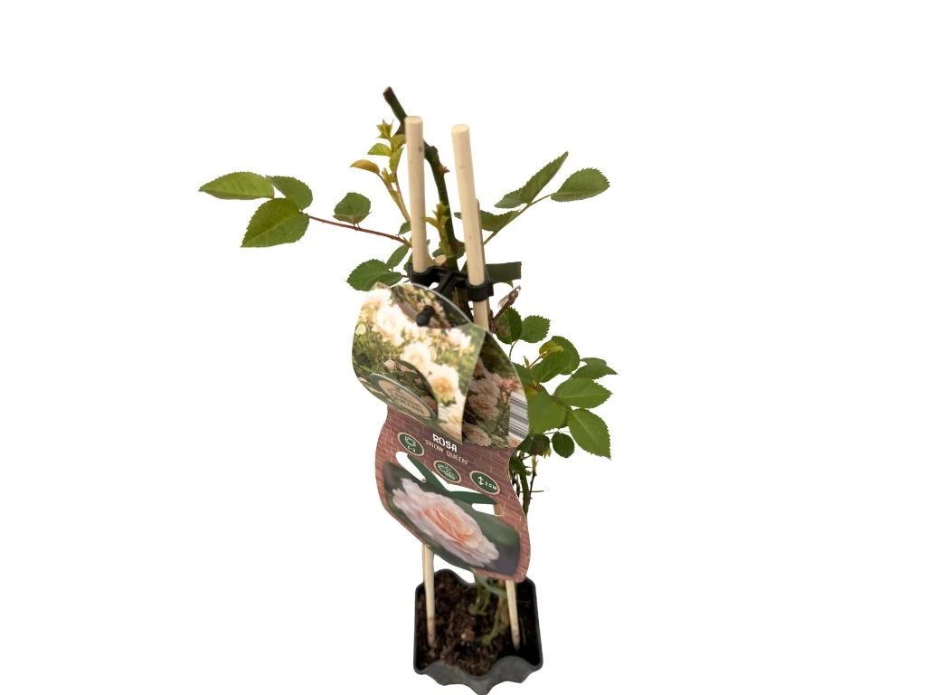 Růže popínavá Snow Queen, výška 50–60 cm, květináč 1,5 l