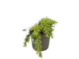 Cedr himálajský Lime Glow, výška 20–30 cm, květináč 5 l
