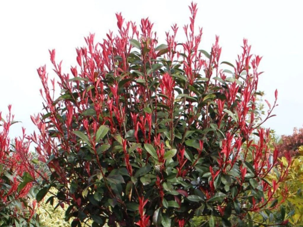Blýskavka Fraserova Red Robin, výška 40–70 cm, květináč 3 l