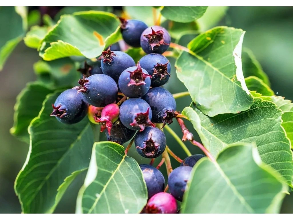 Muchovník olšolistý Saskatoon Berry, výška 20–40 cm, květináč 21 cm