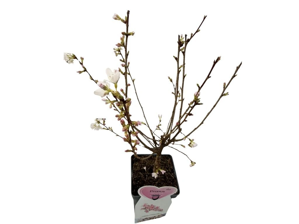 Okrasná slivoň Ruby, výška 50–80 cm, květináč 23 cm