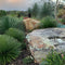 Agave GEMINIFLORA