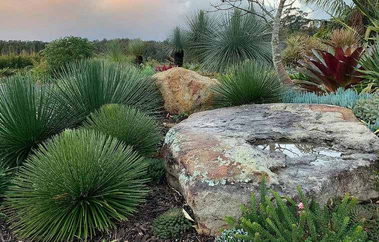 Agave GEMINIFLORA